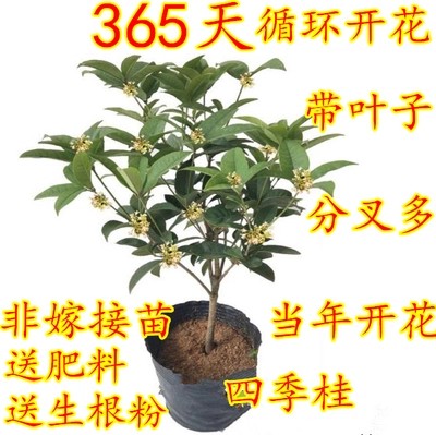 桂花树苗客厅盆栽四季开花浓香型室内花卉家养植物死不了好养的花在类目 鲜花速递/花卉仿真/绿植园艺, 花卉/绿植盆栽（新）, 花卉中 - 来自Buy2taobao.com提供专业的淘宝代购服务