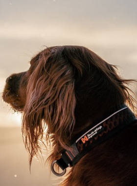 挪威Nonstop洛克项圈Rock3.0功能透气项圈户外运动可调节狗狗项圈