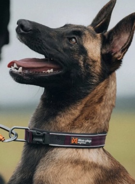 挪威Nonstop漫步Roam项圈户外运动日常遛狗项圈结实耐用宠物项圈