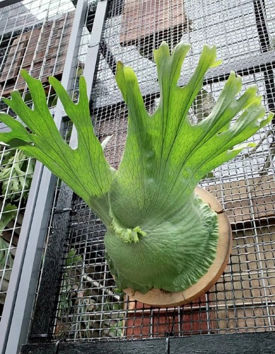 女王鹿角蕨，18种原生鹿角蕨之一，新手可入好养，室内板植网红