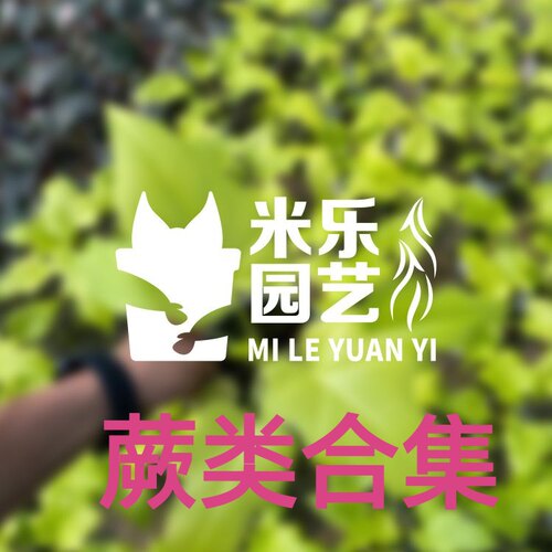 鹿角蕨直播，补差价补运费链接，直播间一物一拍，拍前请联系客服