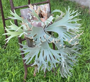 塞尔索鹿角蕨，雪白色的绒毛，颜值超高，板植挂墙装饰网红热植