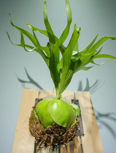 非圆鹿角蕨，非洲圆盾鹿角蕨，一物一拍，室内装饰板植热植
