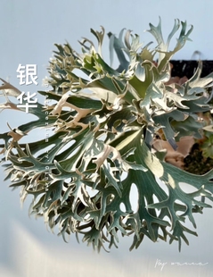 银华鹿角蕨P. Ginka，银白色系，密手多分叉，板植挂墙新手可入