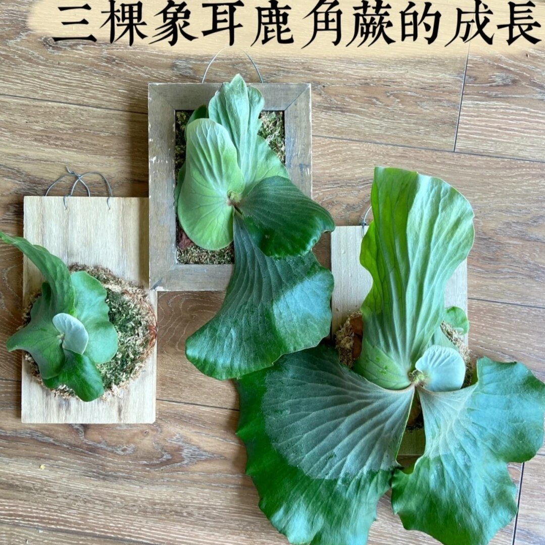 象耳鹿角蕨，一物一拍，鹿角蕨系列，ins风室内百搭网红热植