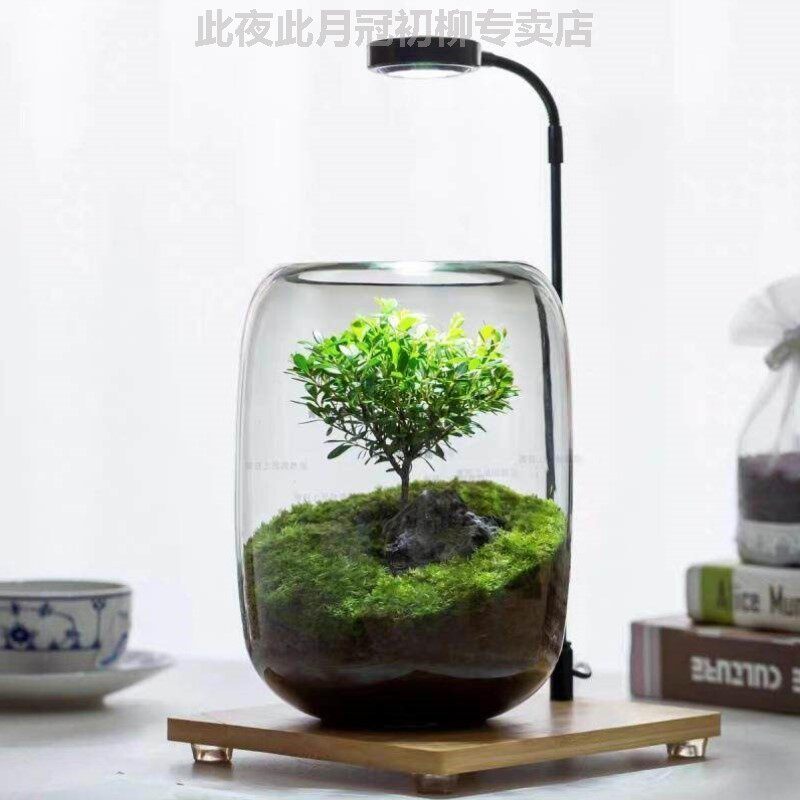 创意圆形玻璃鱼缸透明桌面加厚金鱼缸客厅微景观生命之树生态瓶