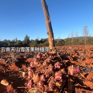 云南天山雪莲果种子黄心红心雪莲果水果蔬菜特级当季直发