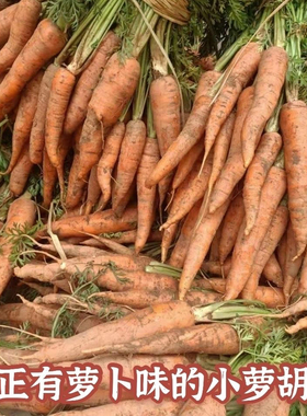 农家种非转基因小胡萝卜正宗云南露天种新鲜红萝卜现挖带叶带泥发