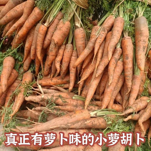 农家种非转基因小胡萝卜正宗云南露天种新鲜红萝卜现挖带叶带泥发