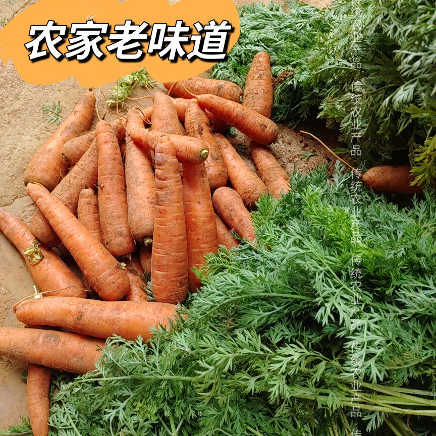 农家自种胡萝卜云南胡萝卜甜脆水果小胡萝卜蔬菜夏天精选洗净即食