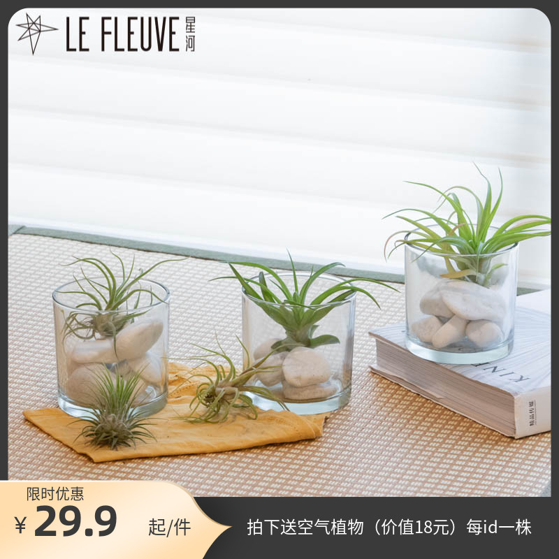 星河丨空气凤梨植物礼品小精灵狐狸尾美杜莎铁创意植物礼物玻璃瓶在类目 鲜花速递/花卉仿真/绿植园艺, 创意迷你植物中 - 来自Buy2taobao.com提供专业的淘宝代购服务