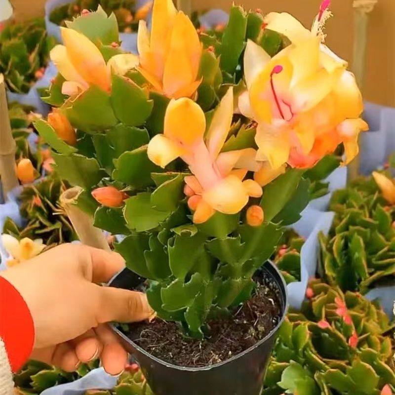 【黄金索菲亚】进口蟹爪兰四季开花阳台多肉绿植花卉盆栽室内带花,鲜花速递/花卉仿真/绿植园艺,红掌/凤梨/温室花卉,淘宝优惠券,粉丝福利购,淘宝优惠卷