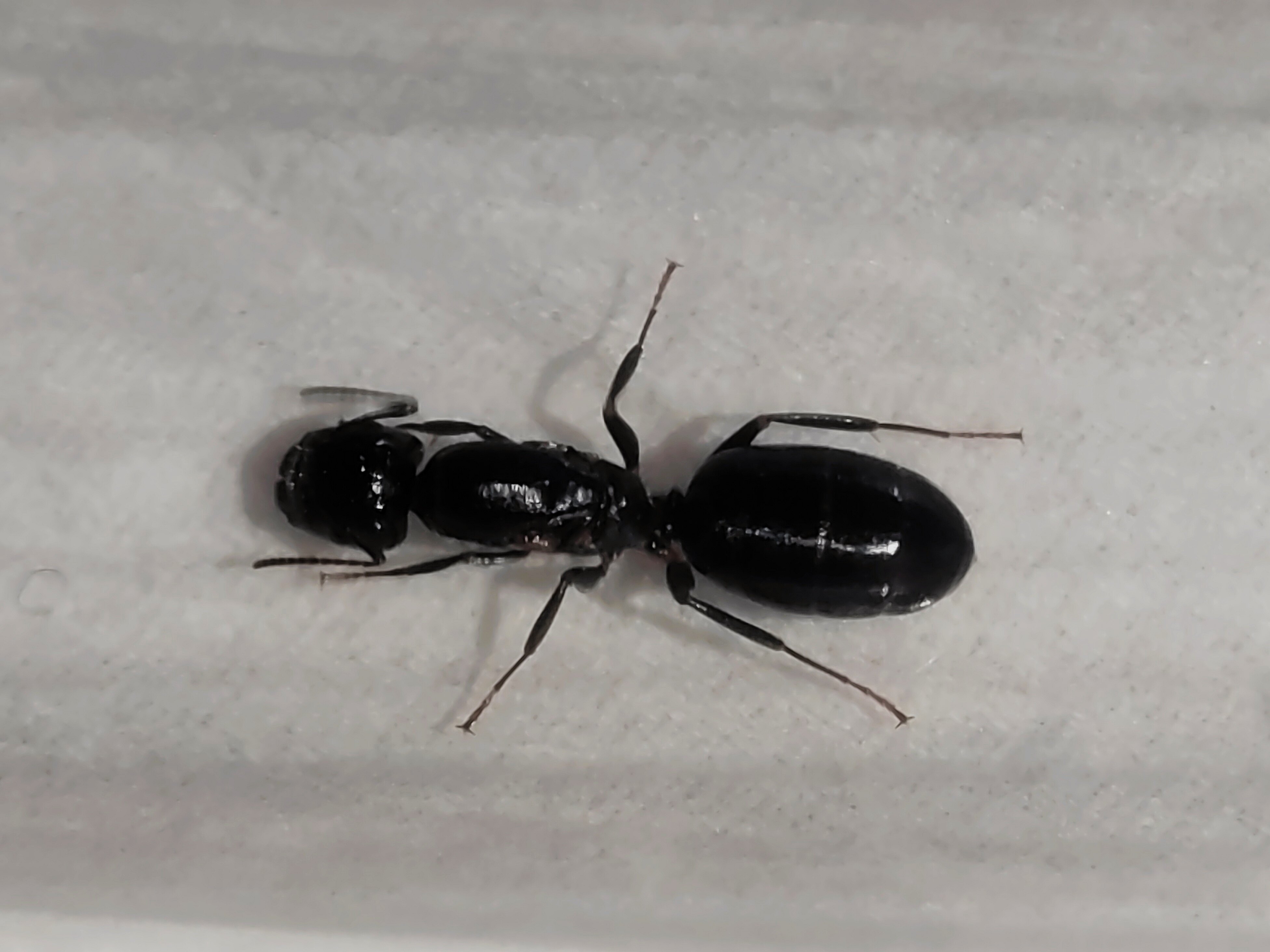 Домашние муравьи*Camponotus anningensis/Аннинг Кампонотус аннингенсис (Camponotus anningensis) Преподает естественные науки Изображение 1