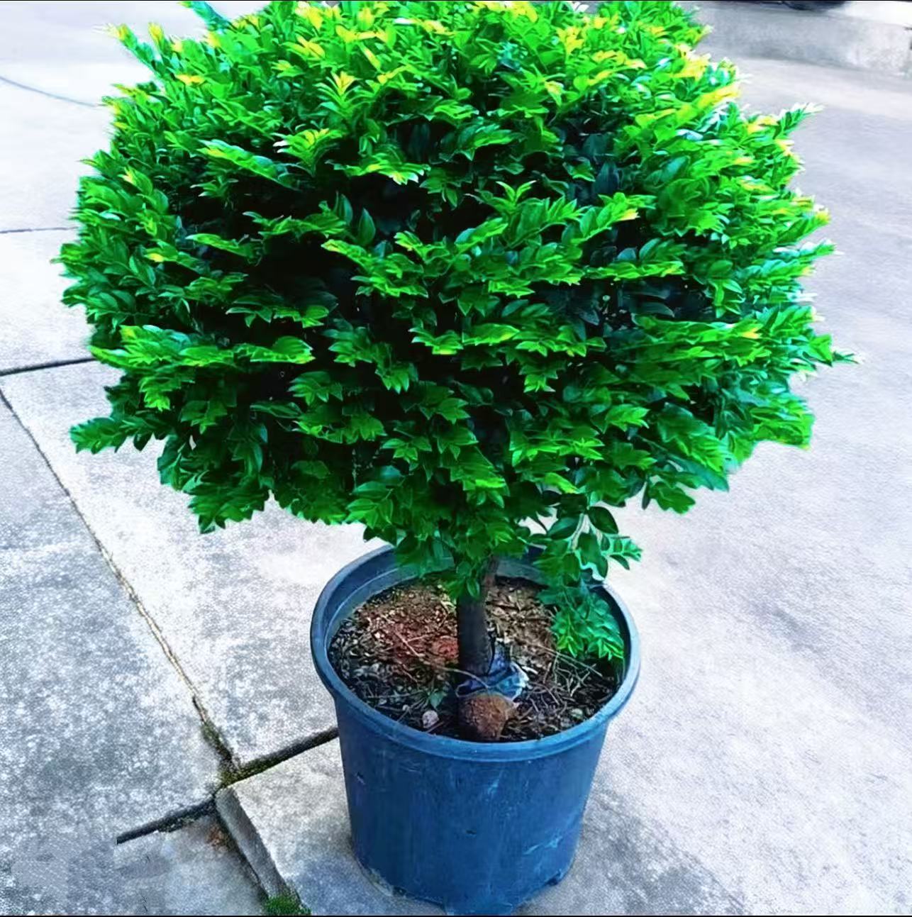 精品小叶紫檀老桩盆景净化空气