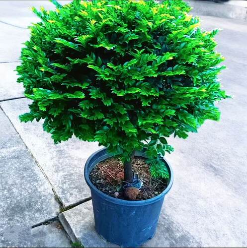 精品小叶紫檀老桩盆景净化空气