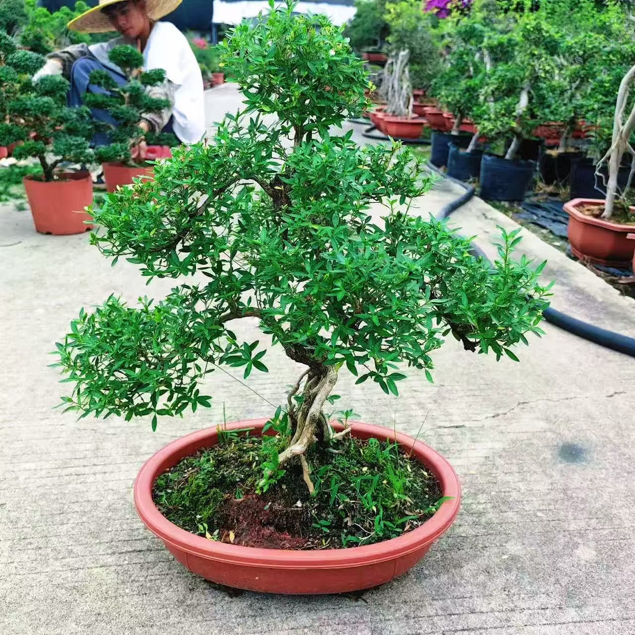 六月雪盆景老桩提根造型树桩植物