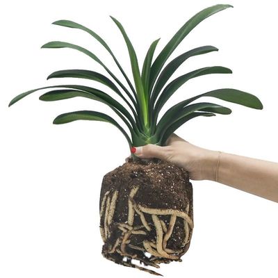 君子兰绿植大苗基地圆头和尚室内