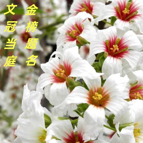 状元花文冠当庭金榜题名基地直供