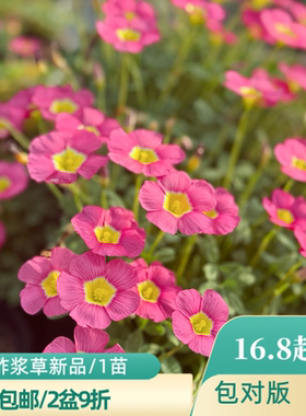 上上花田 ob酢浆草花苗【新品/一盆1苗】带花苞包对版喜欢阳光