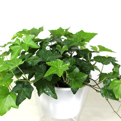 常春藤 易种吊兰植物盆栽 金边常青藤花卉阳台藤蔓绿植耐阴