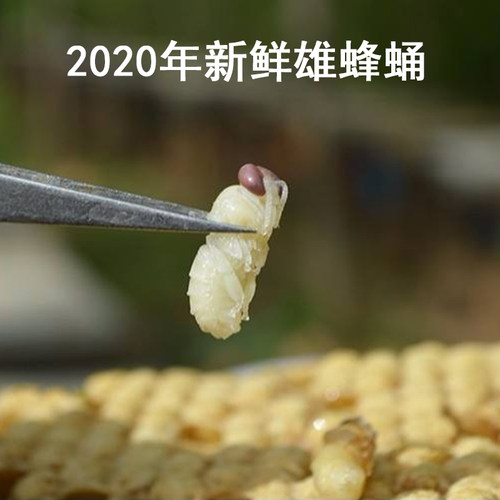 雄蜂蛹蜂蛹冻干粉片原料男性滋保养补正宗野生天然蜂皇胎正品