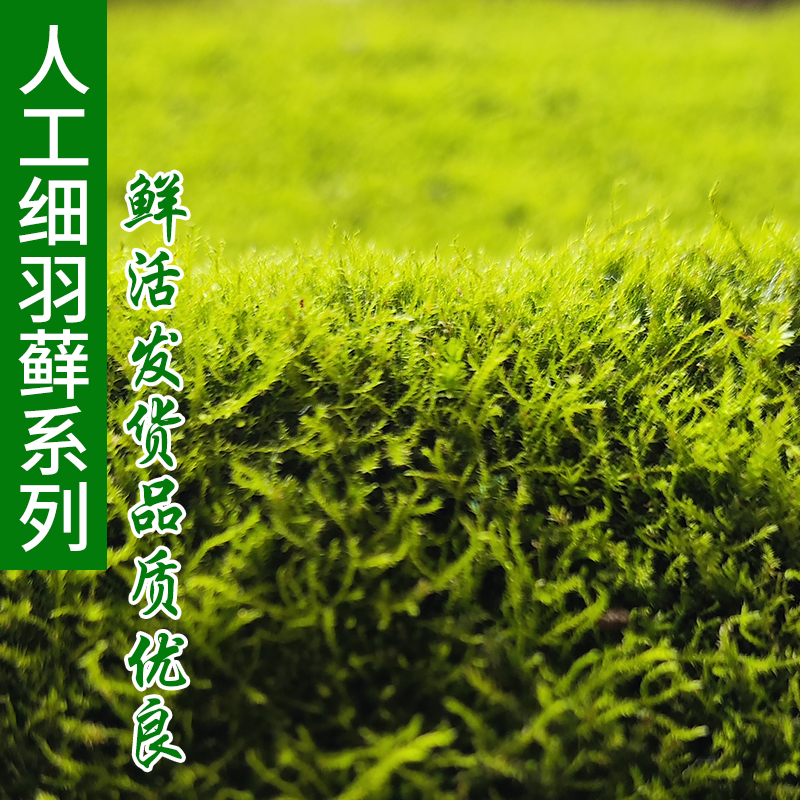 鲜活苔藓微景观植物盆景专用苔藓盆栽水陆缸假山草造景细羽青苔