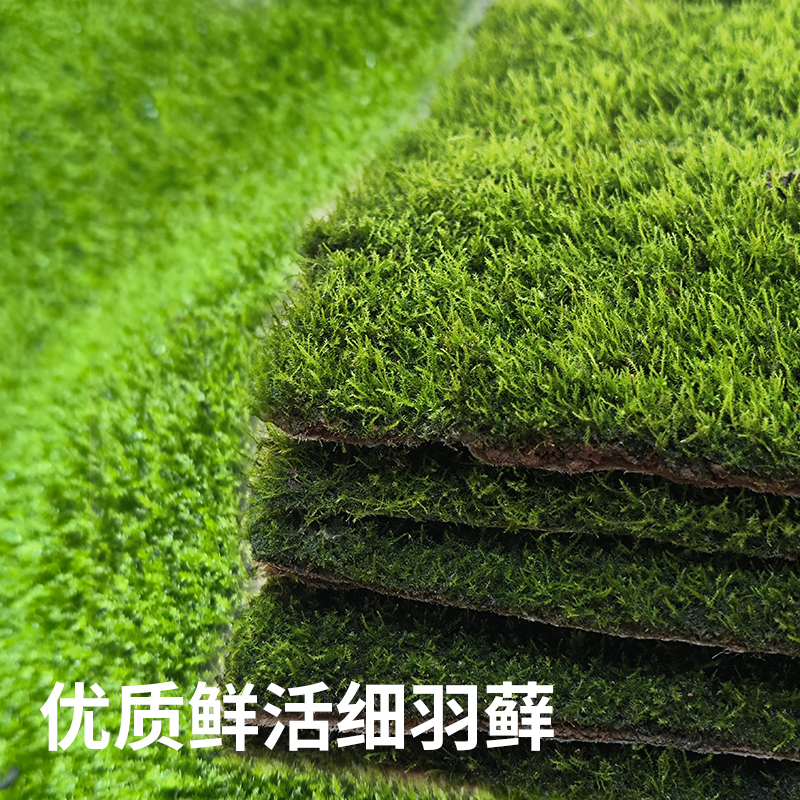 鲜活微景观植物盆景专用苔藓盆栽水陆缸假山草造景细羽青苔一平方