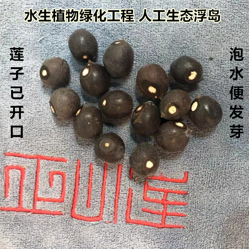 正心莲 荷花种子 水生植物绿化 人工生态浮岛水草 芦苇睡莲等种植