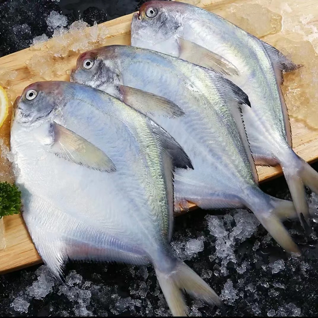 4条/斤连云港海鲜无冰冷链银鲳鱼白鲳鱼扁平鱼新鲜速冻清蒸红烧