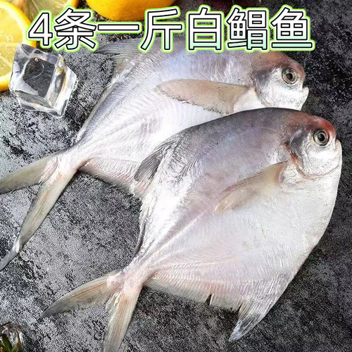 4条/斤连云港海鲜无冰冷链银鲳鱼