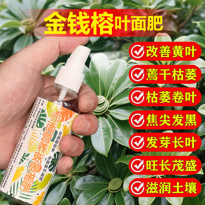 金钱榕专用肥料肥小苗大盆栽老桩盆景金钱榕树苗营养液叶面肥肥料