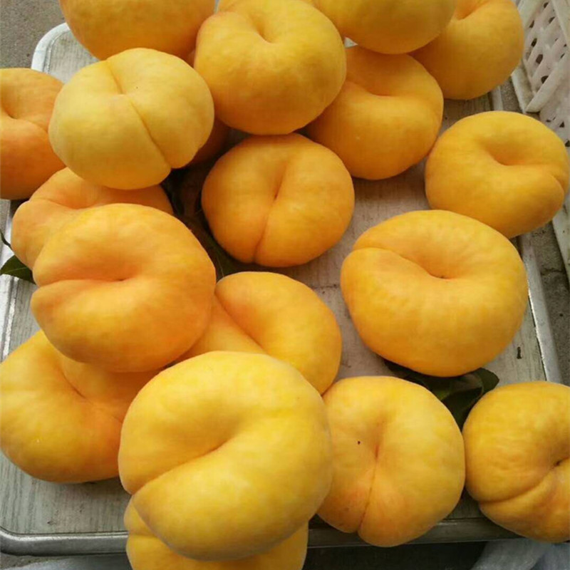 蟠桃新鲜水果山东蒙阴蜜桃当季整箱扁桃子黄肉黄毛蟠桃黄金蟠桃