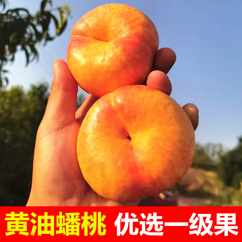 蟠桃新鲜水果山东蒙阴蜜桃当季现摘整箱孕妇扁桃子油桃黄金油蟠桃