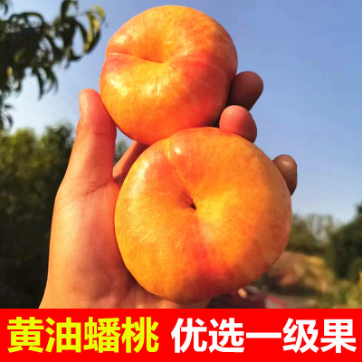 蟠桃新鲜水果山东蒙阴蜜桃当季现摘整箱孕妇扁桃子油桃黄金油蟠桃