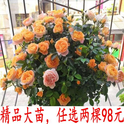 精品灌木月季大苗果汁艾莎大天使