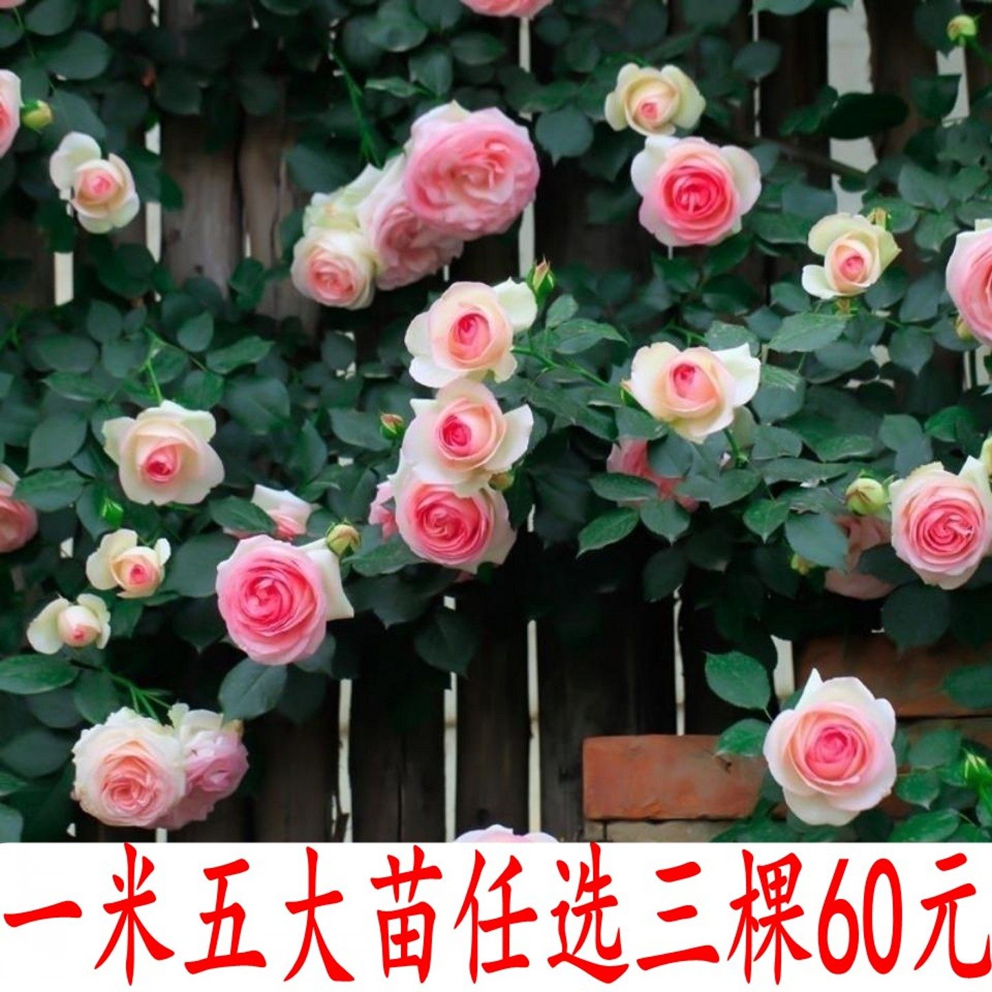 蔷薇花苗爬藤月季大花浓香庭院四季爬藤粉龙沙宝石藤冰山亚伯
