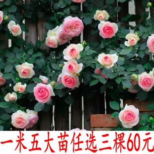 蔷薇花苗爬藤月季大花浓香庭院四季爬藤粉龙沙宝石藤冰山亚伯