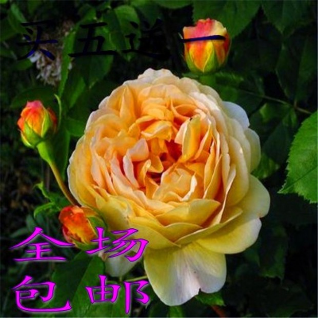欧月藤本 黄金庆典 庭院爬藤花卉 包邮