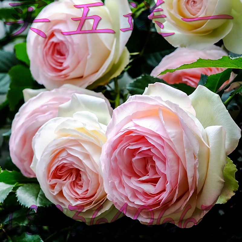 欧月藤本 龙沙宝石自由精神 带花苞发货 包邮