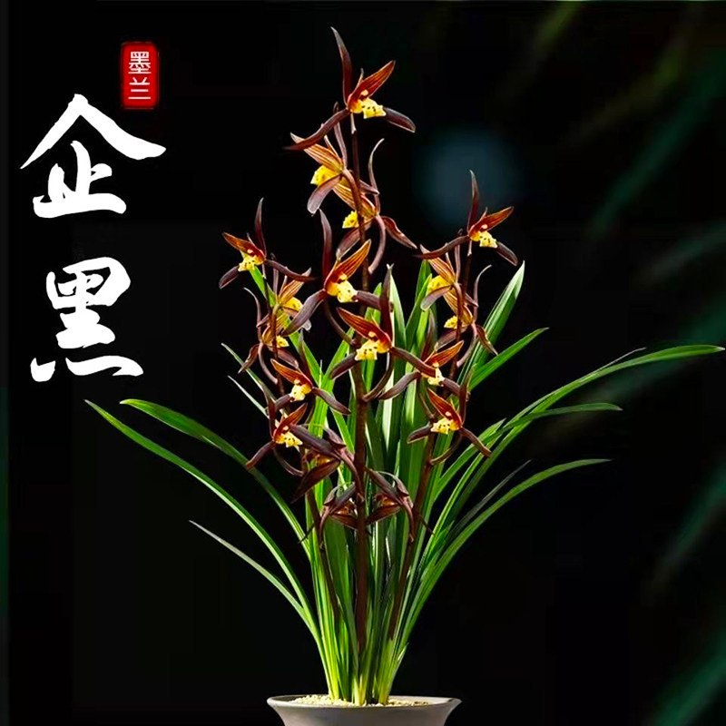 秋带花苞兰花苗报岁兰墨兰企黑金华山浓香客厅宽叶兰花室内花卉盆_虎窝淘