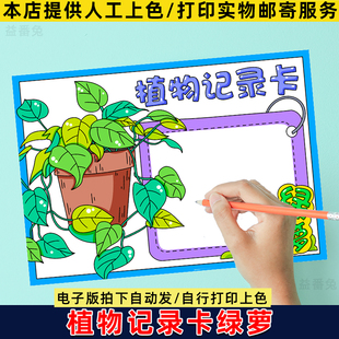 绿萝植物记录卡手抄报模板小学生观察记录卡植物名片模板电子小报