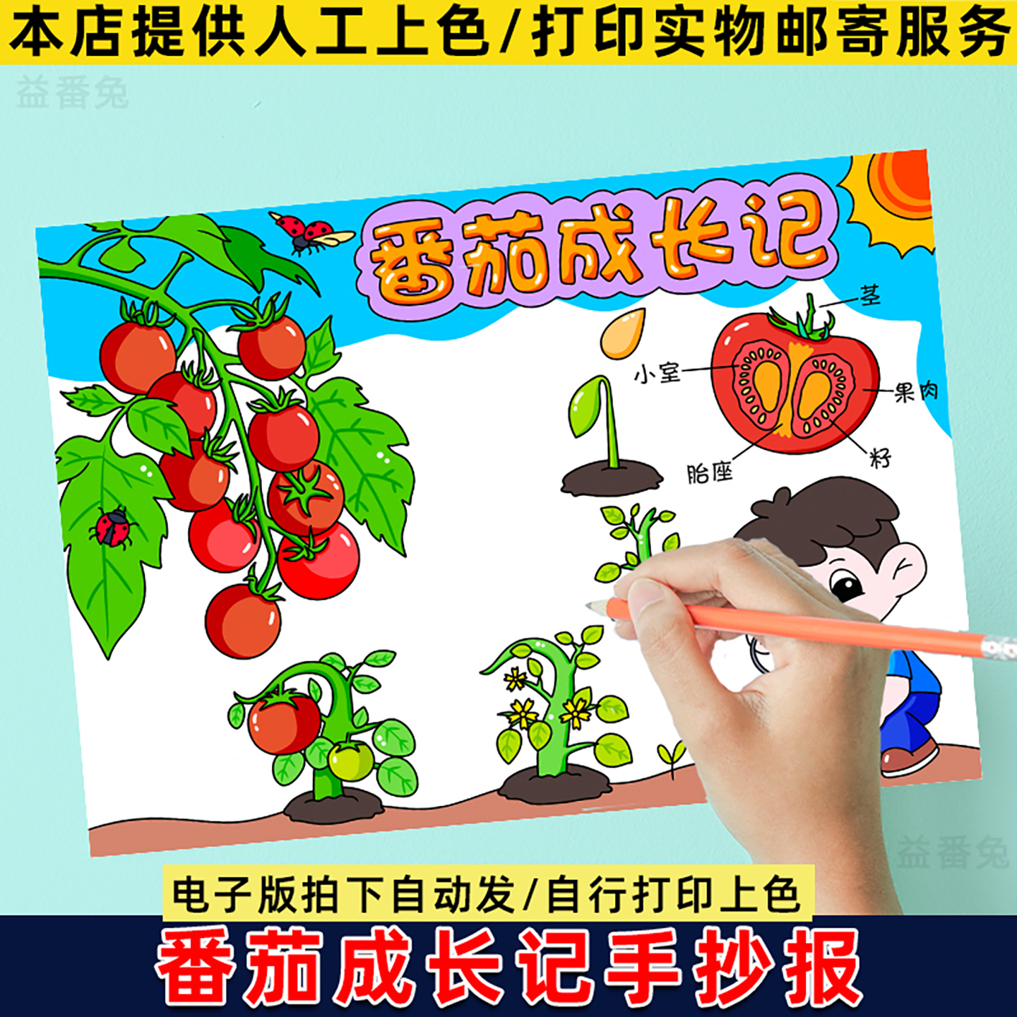 西红柿番茄成长记手抄报模板小学生自然笔记植物生长记录电子小报
