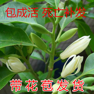 嫁接白兰花盆栽植物室内浓香型四季黄角兰树苗白玉兰庭院大型绿植
