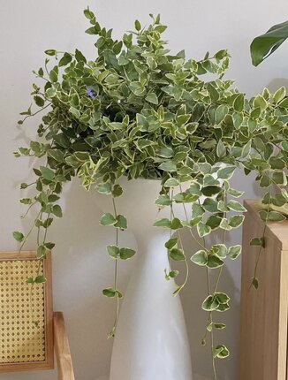 花叶蔓盆栽室内外阳台长春藤垂吊植物耐热耐寒黄金花叶蔓带土吊兰