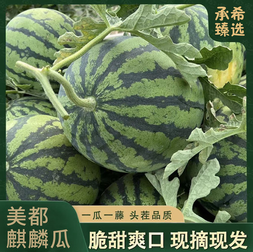 现摘8424冰糖麒麟西瓜无籽新鲜美都薄皮脆甜当季孕妇水果包熟包甜