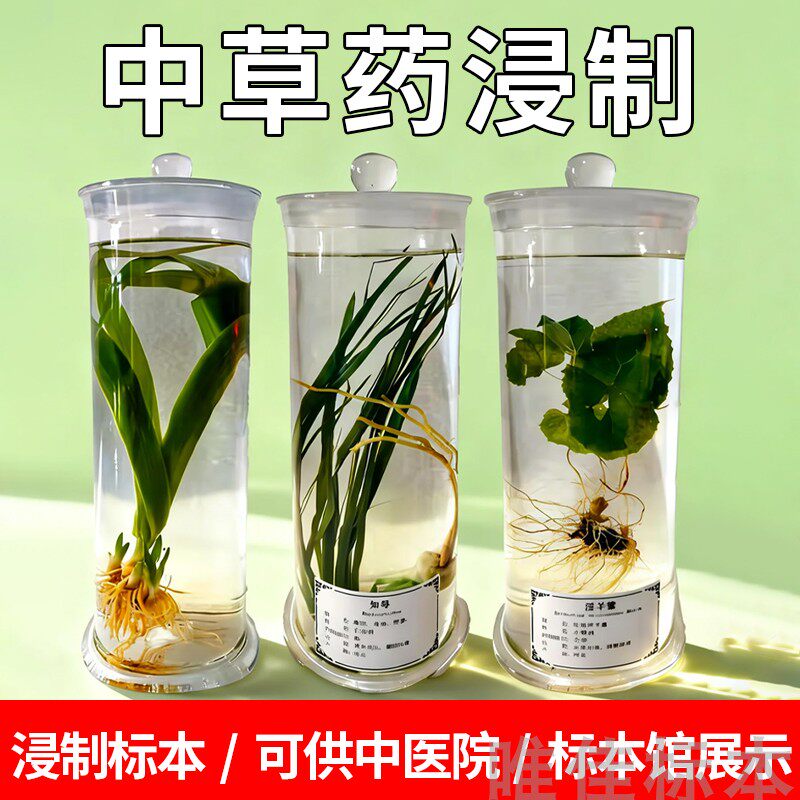 浸制中草药材标本定制植物保色浸泡浸润透明瓶装展示水浸教学展览