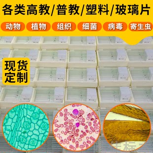 显微镜动物植物生物病理切片标本玻璃细胞观察载玻片定制实验套装