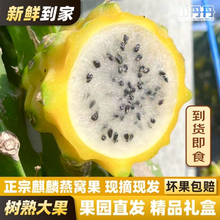 新鲜燕窝果麒麟果黄火龙果大果礼盒装高端稀有水果现摘新鲜
