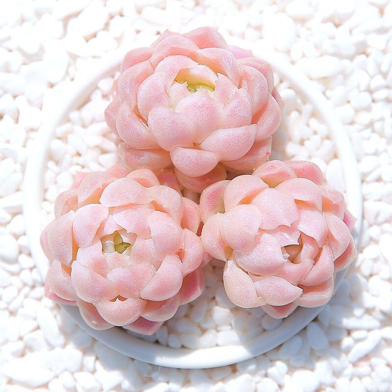 【48小时发货】阿尔巴白月影奶油多肉植物群生花卉盆栽稀有品种老