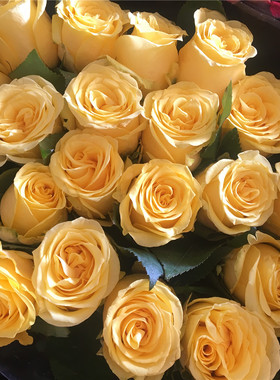 黄玫瑰金枝水养鲜切花云南昆明基地直发同城速递情人节包邮鲜花束